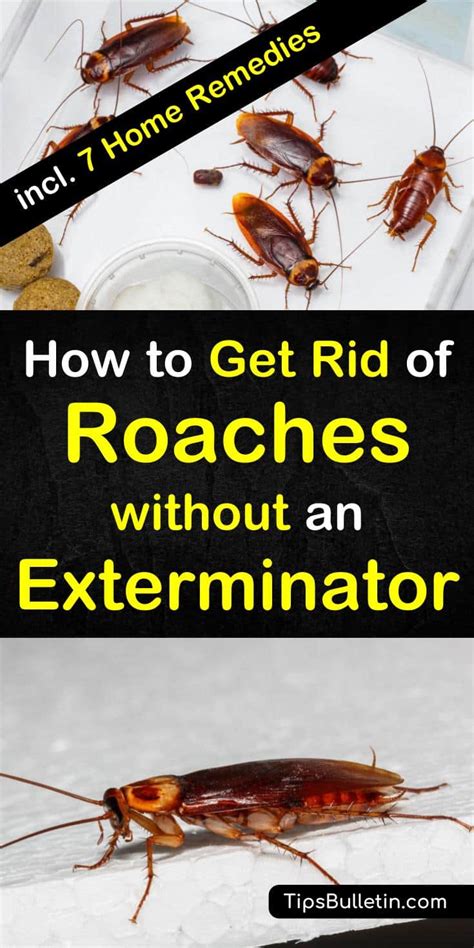 How to get rid of roaches in house - To discourage these pests, clean away any possible food sources and standing water as soon as possible. Things such as trash bins and chutes, drains, and decaying leaves around the exterior of your building can all attract these water bugs and encourage them to make a home. 2. Fix leaks and broken pipes.